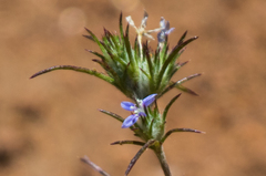 Eriastrum filifolium