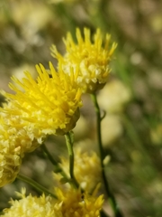Acamptopappus sphaerocephalus