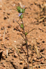 Eriastrum filifolium