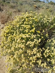 Acamptopappus sphaerocephalus