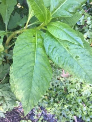 Phytolacca americana