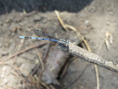 Argia carlcooki