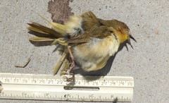 Geothlypis trichas