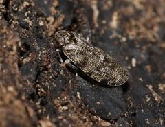 Synecdoche irrorata