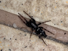 Poecilochroa