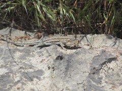 Uta stansburiana stansburiana