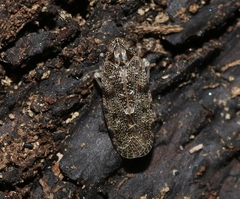 Synecdoche irrorata