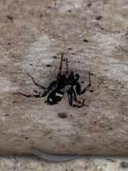 Poecilochroa