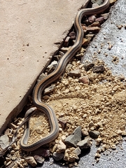 Salvadora deserticola