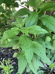 Hackelia virginiana