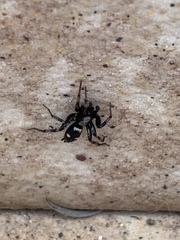 Poecilochroa