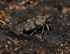 Synecdoche irrorata