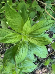Hackelia virginiana