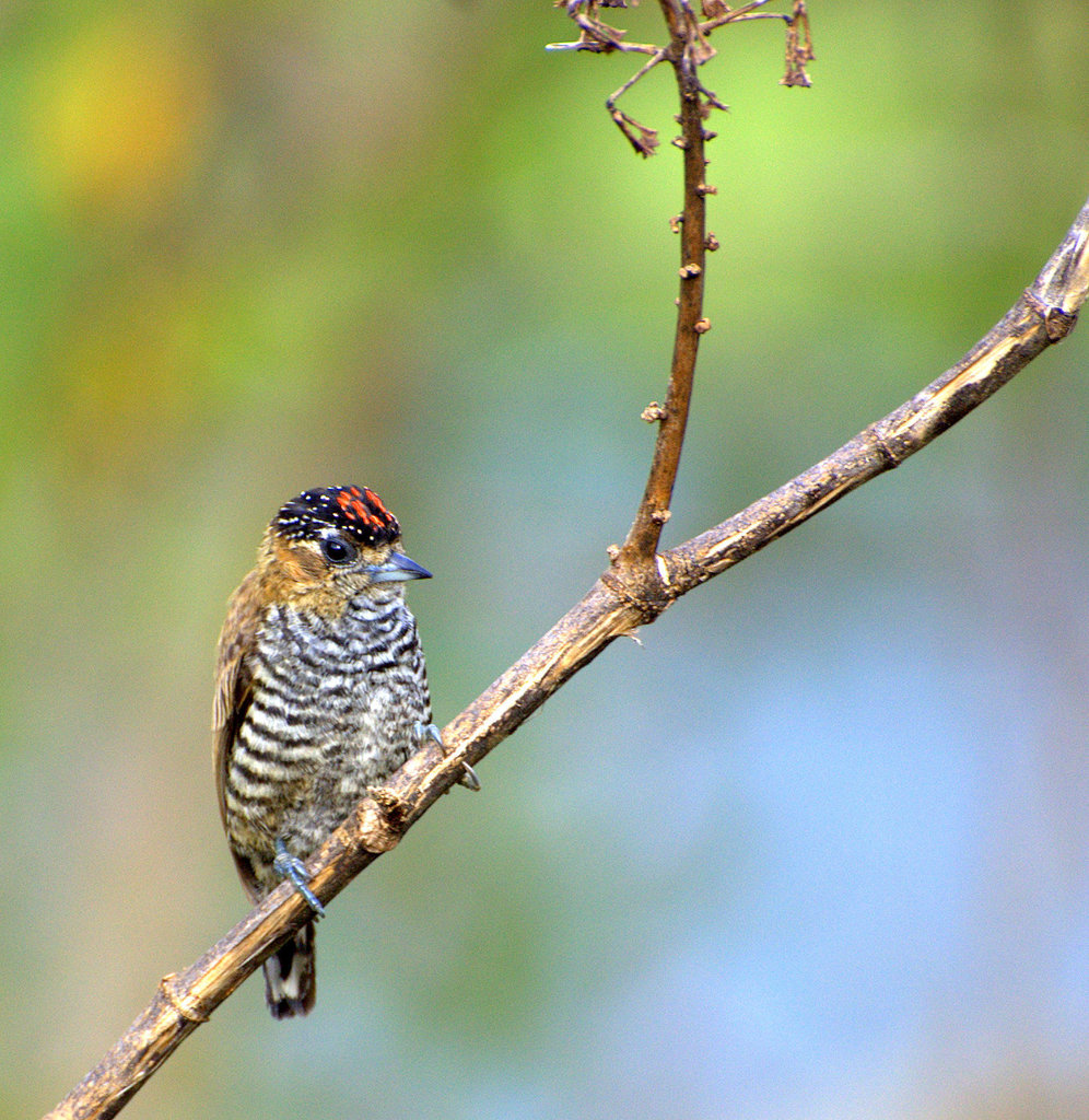 Ochre-collared Piculet