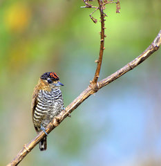 Ochre-Collared Piculet photo 2