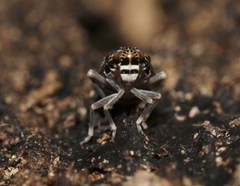 Synecdoche irrorata