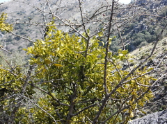 Viscum cruciatum