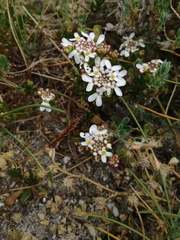 Iberis procumbens