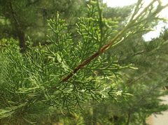 Juniperus phoenicea
