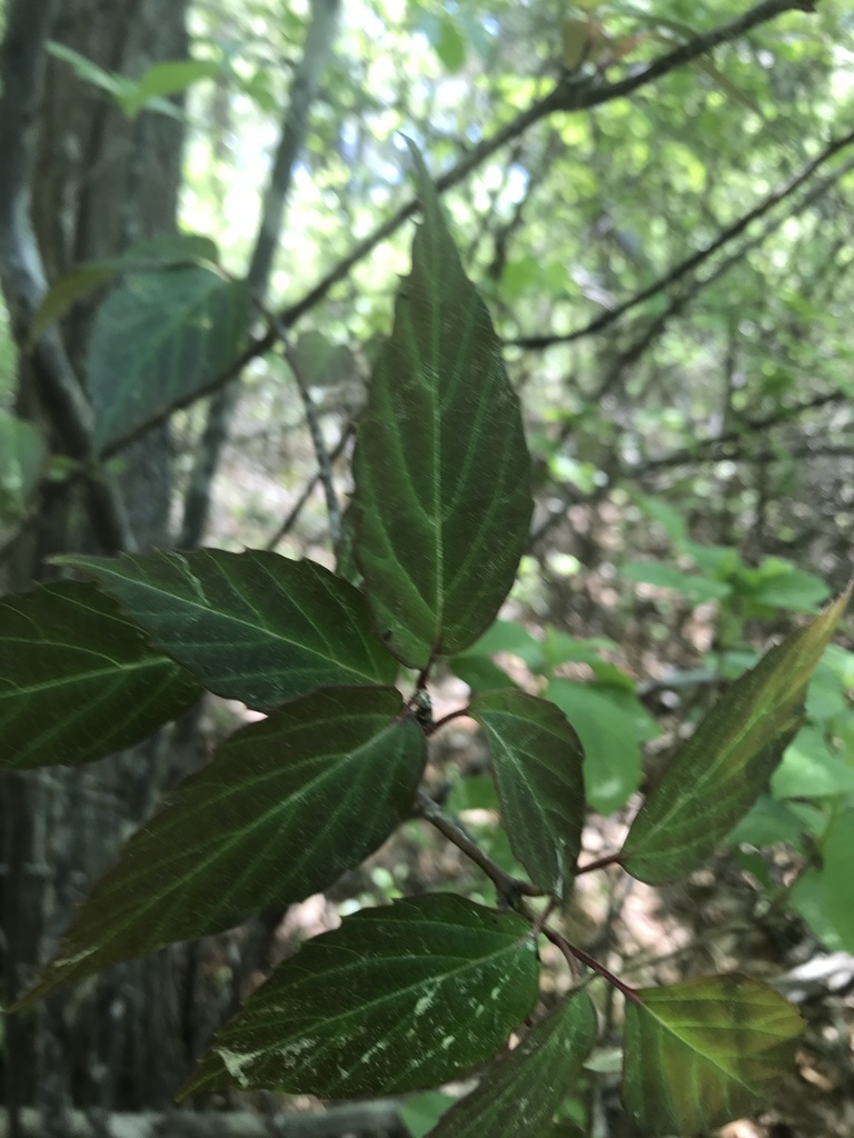 tea viburnum from Cranberry Bog Nature Preserve, Riverhead, NY, US on