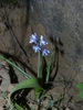 Hyacinthoides flahaultiana - Photo (c) Sébastien SANT, some rights reserved (CC BY-NC), uploaded by Sébastien SANT