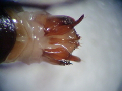 Anisodactylus