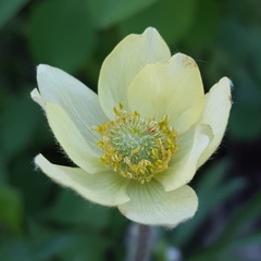 Anemone multifida
