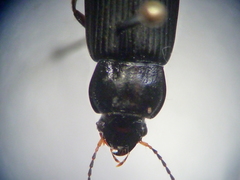 Anisodactylus