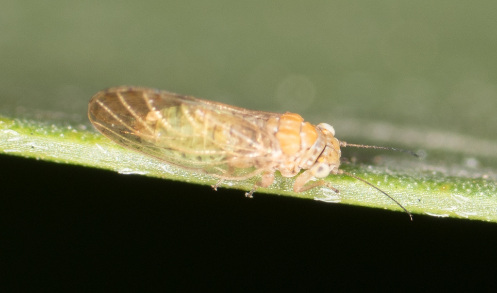Albizia Sucker