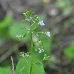 Veronica beccabunga