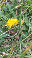 Taraxacum officinale