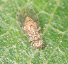 Ectopsocus californicus