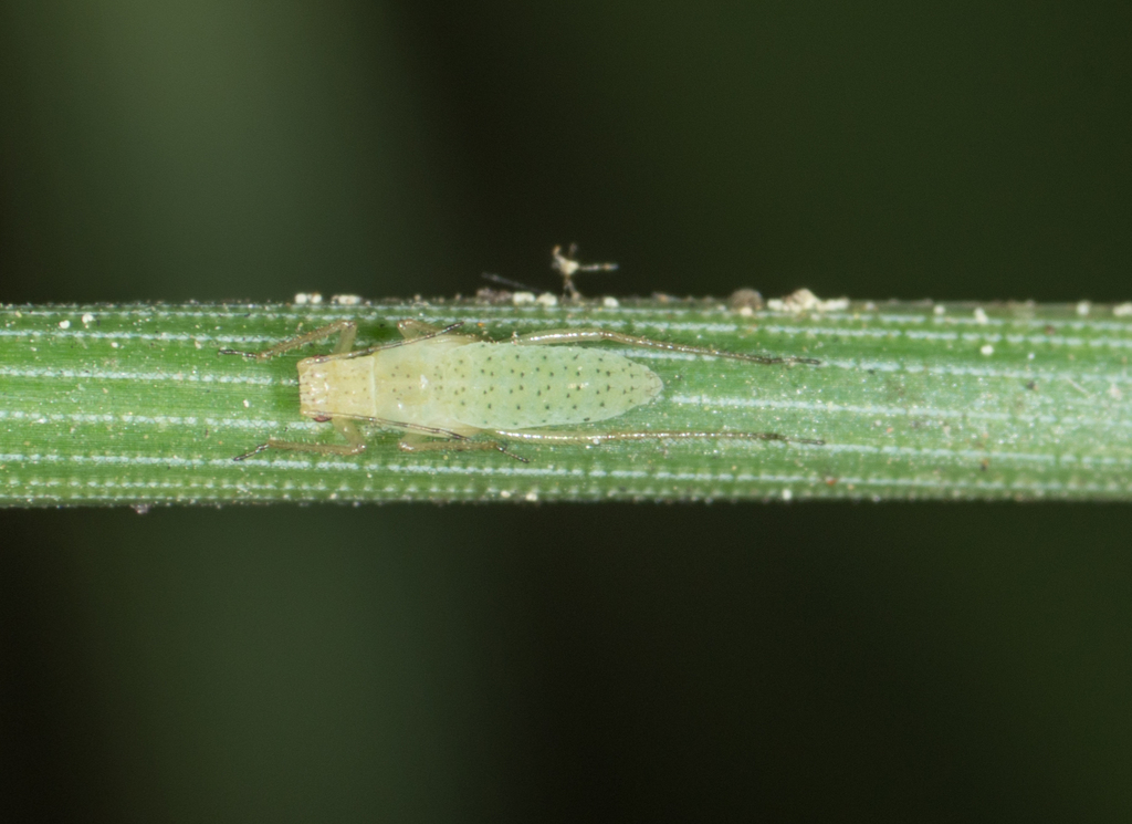 Spotted Green Pine Needle Aphid