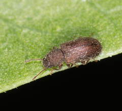 Berginus pumilus