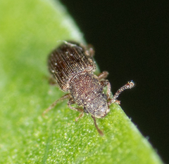 Berginus pumilus