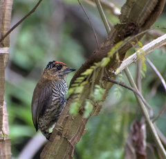 Ochre-Collared Piculet photo 3