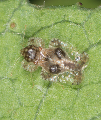 Corythucha incurvata