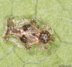 Corythucha incurvata