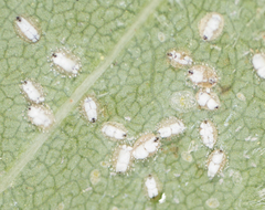 Siphoninus phillyreae