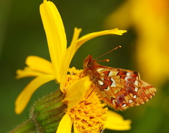 Boloria aquilonaris