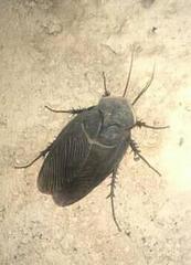 Polyphaga aegyptiaca