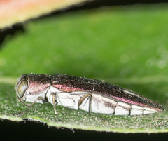 Agrilus quadriguttatus niveiventris