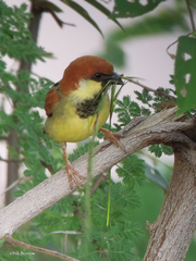 Passer castanopterus
