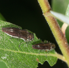 Agrilus quadriguttatus niveiventris