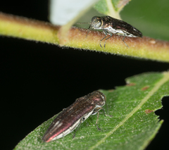Agrilus quadriguttatus niveiventris
