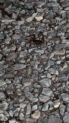 Centruroides vittatus