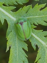 Cassida stigmatica