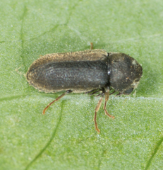 Ptilinus