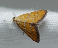 Xanthophysa psychicalis