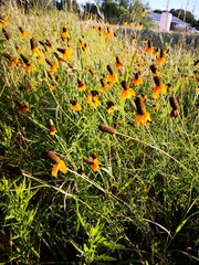 Rudbeckia amplexicaulis
